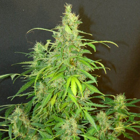 Auto G-14 (Джи 14 ТГК 18%)